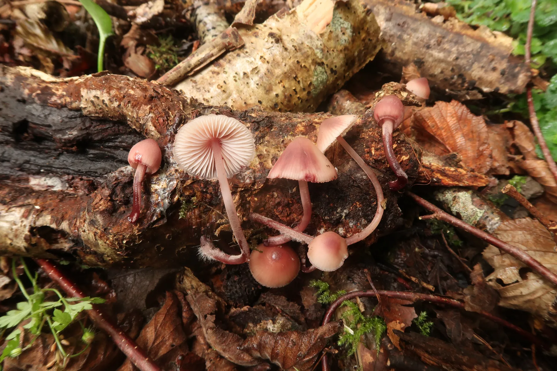 Mycena haematopus - 1 - IMG_0308